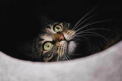 La visión de los gatos está adaptada para cazar en condiciones de poca luz, lo que los hace ideales para moverse al amanecer o al anochecer