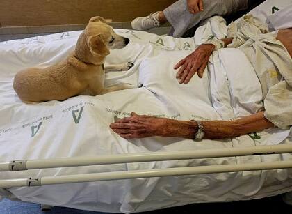 La visita de los animales de compañía demostraron mejorar la calidad de vida de los pacientes terminales