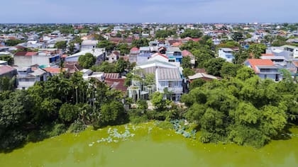 La vista al agua con algas y nenúfares