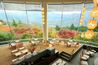 La vista de la copa de los árboles en otoño