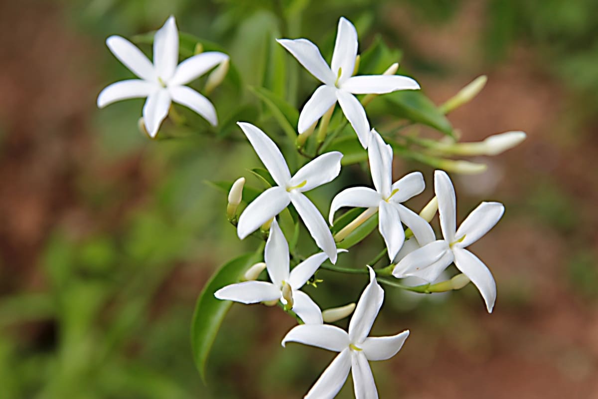 La vistosa planta que crece rápido y florece casi todo el año