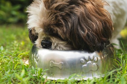 La vitamina A es uno de los micronutrientes esenciales en la alimentación animal