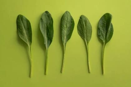 La vitamina C presente en la espinaca fortalece el sistema inmunológico, ayudando al cuerpo a combatir infecciones y enfermedades (Foto Pexels)