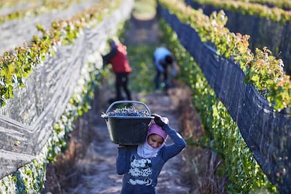 La vitivinicultura pagará un 8% de derechos de exportación
