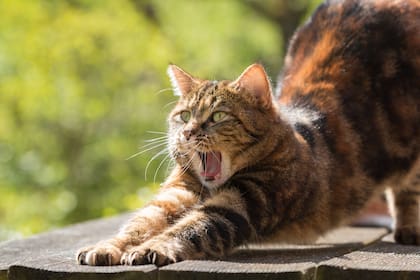 La vocalización es solo una parte del repertorio comunicativo de los gatos ya que utilizan su cuerpo, la posición de la cola, el movimiento de las orejas, entre otras para transmitir emociones