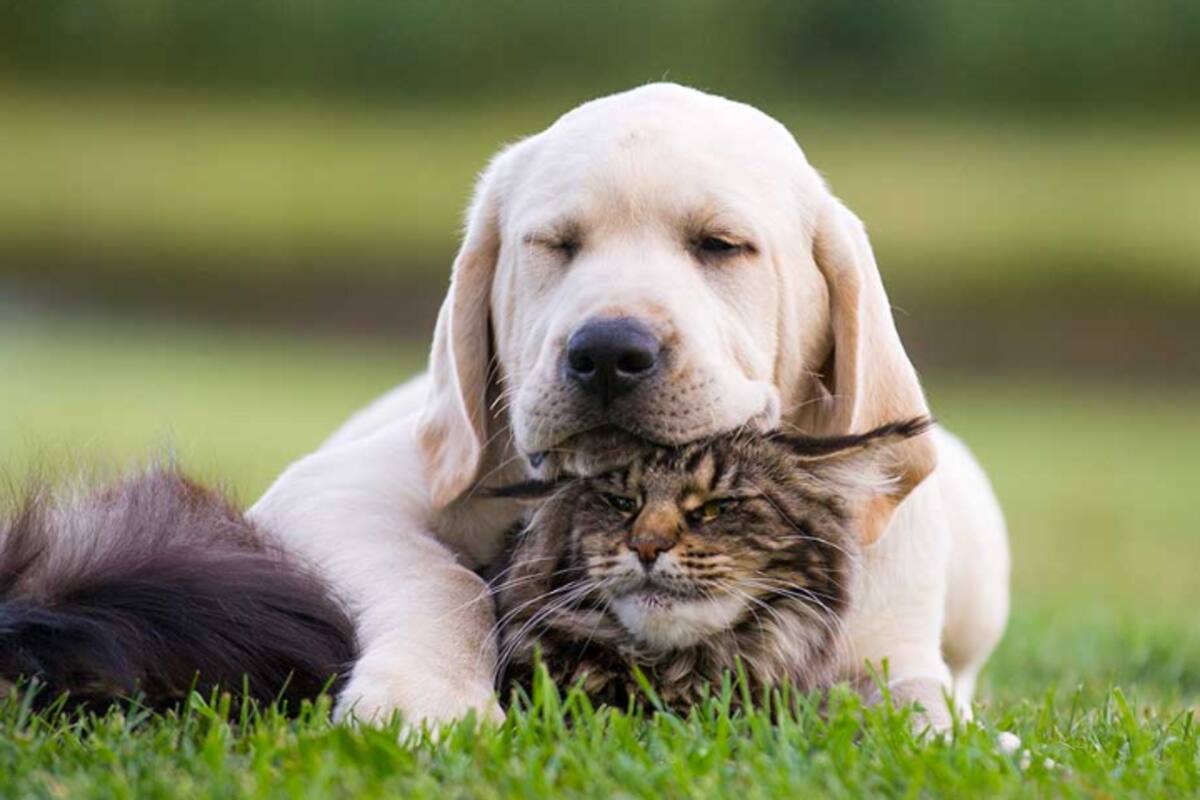 La web centraliza todos los temas que rodean a las mascotas (Foto: GCBA)