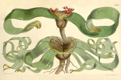 La Welwitschia, cuyo nombre en afrikáans (tweeblaarkanniedood) significa “dos hojas que no pueden morir”, solo tiene dos hojas que se alargan de forma constante en una vida que puede durar milenios