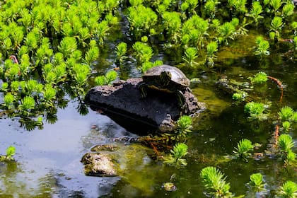 La Wolffia flota en estanques y cursos de agua junto a otras especies minúsculas como Myriophyllum aquaticum