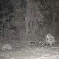 Una yaguareté y su cría fueron captadas jugando en el Parque Nacional Iguazú