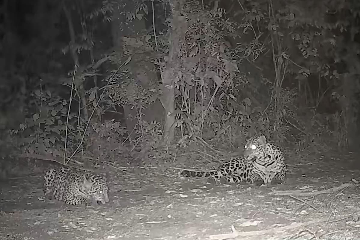 La yaguareté Apepú y su tercera cría fueron registradas en la selva misionera