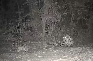 Una yaguareté y su cría fueron captadas jugando en el Parque Nacional Iguazú