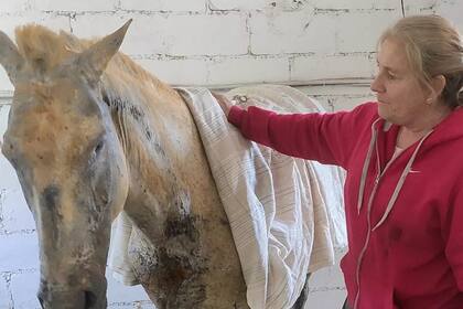 La yegua Festivalera fue rescatada ayer por la Fundación Sin Estribos