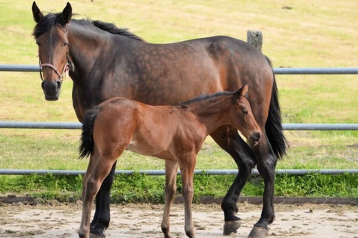 La yegua le dio la bienvenida a su nueva cría y el video enterneció a miles