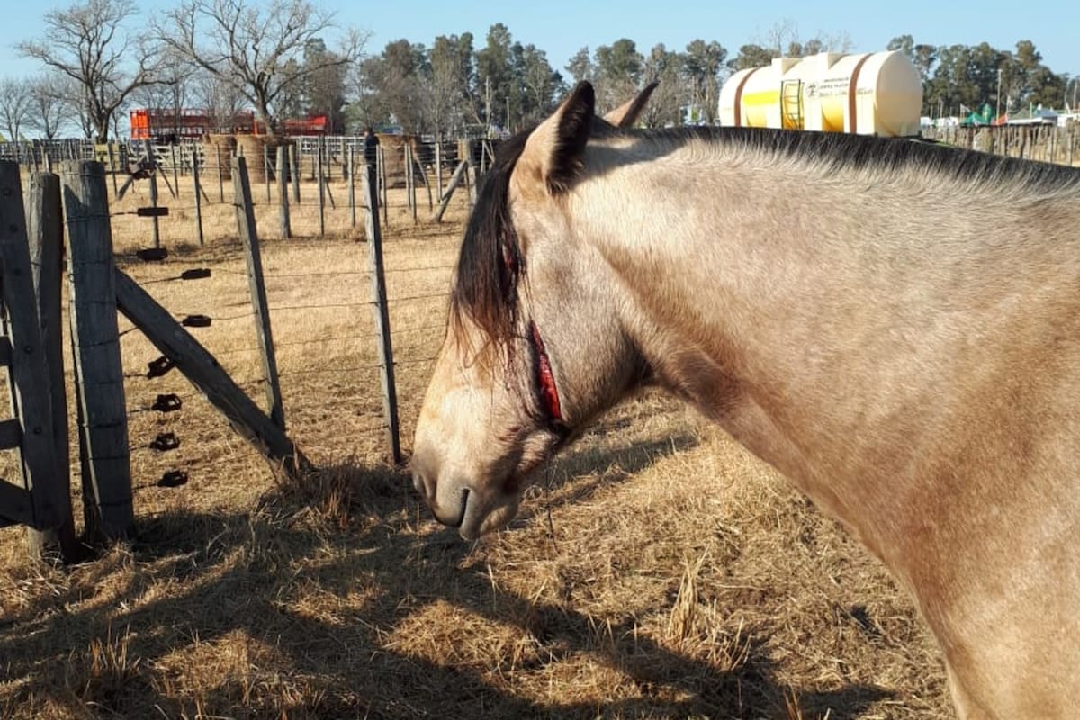La yegua que amaneció con la cara cortada