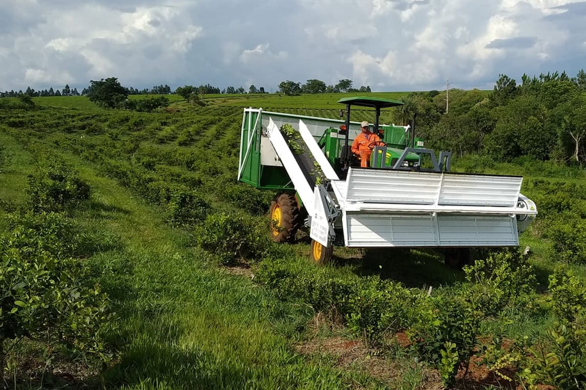 La yerba mate argentina era líder absoluto en Medio Oriente hace años.