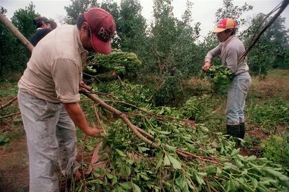 La yerba mate está con sobreoferta y la crisis provocó las quejas de productores