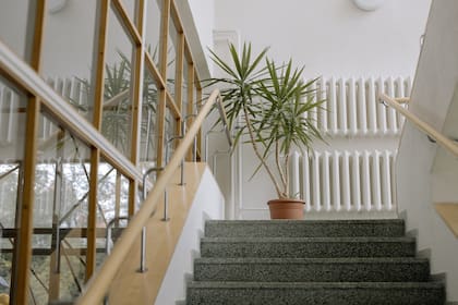 La yuca mantiene la humedad en el suelo, especialmente en interiores, donde sus raíces se sitúan en áreas húmedas y protegidas del sol (Foto ilustrativa: PEXELS)