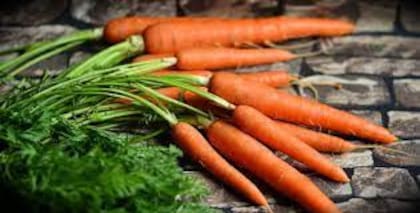 La zanahoria, el repollo y los pimentones, se pueden consumir retirando la zona afectada