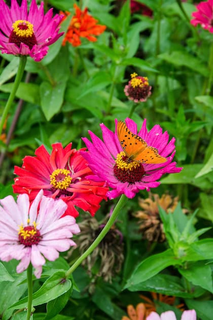 La Zinnia elegans es conocida como la rosa mística, zinia común, flor de papel o Teresita. Es una planta con flores anuales de la familia Asteraceae.