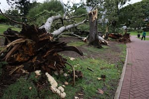 La zona de Parque Lezama registró caída de árboles y ramas