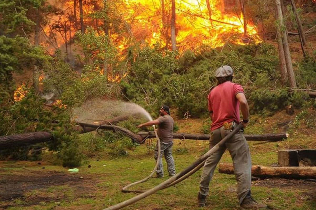 La zona de Puerto Patriada, que se incendió este verano, sufre una invasión de pino radiata y ponderosa, especies que ya vienen adaptados al fuego del hemisferio norte.