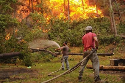 La zona de Puerto Patriada, que se incendió este verano, sufre una invasión de pino radiata y ponderosa, especies que ya vienen adaptados al fuego del hemisferio norte.