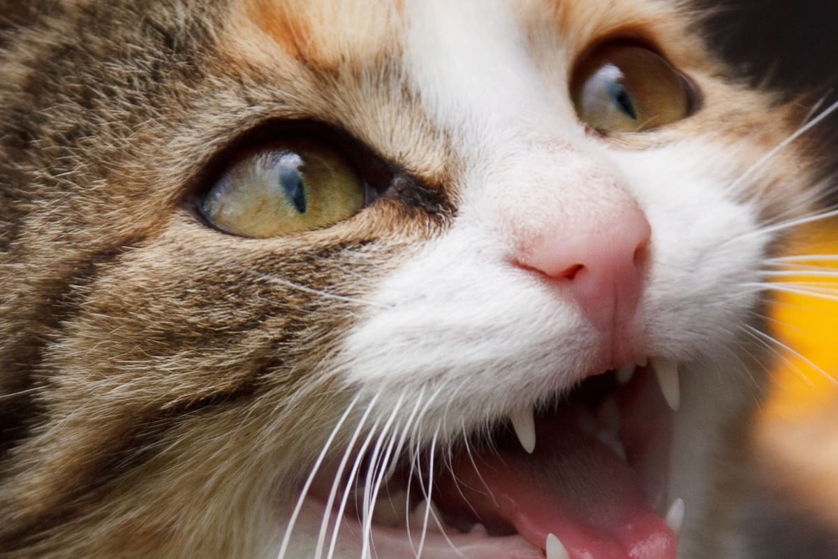 La zoonosis afecta a millones de personas en todo el mundo