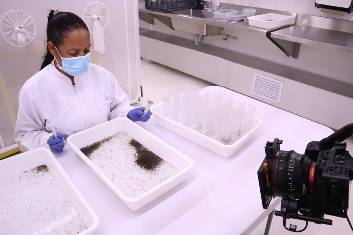 Laboratorios del World Mosquito Program (WMP) en Medellín, Colombia