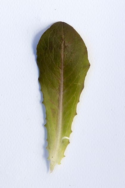 Lactuca Sativa.