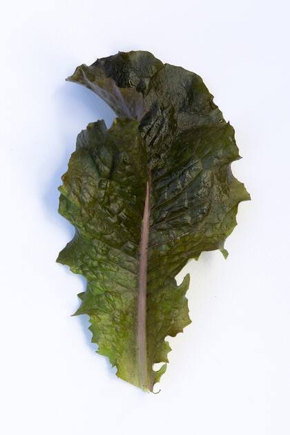 Lactuca Sativa.