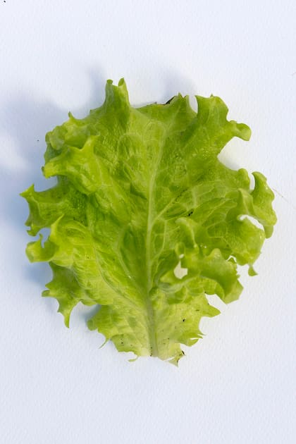 Lactuca Sativa crispa.