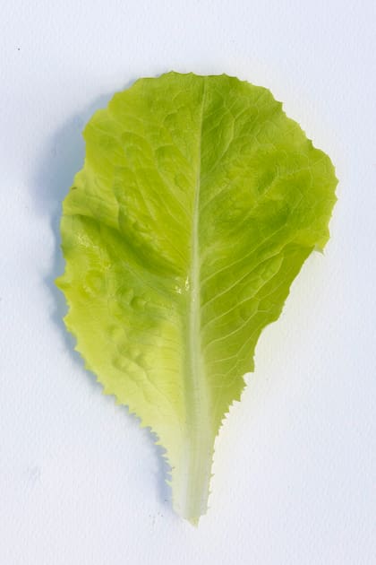 Lactuca Sativa capitata.