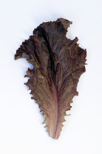 Lactuca Sativa New Red fire.