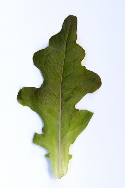 Lactuca Sativa Punta de lanza morada.