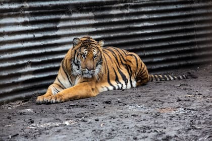 Ladrones intentaron robar una caja fuerte en un zoológico de Río Negro pasando por una jaula de tigres