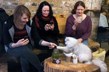 Lady Dinah's, un refugio para catlovers.