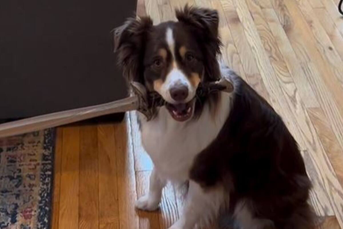 Lady Pinto Bean y la espada, su juguete preferido