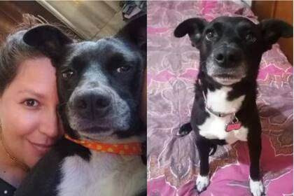 Lady tiene aproximadamente 3 años y fue adoptada hace 1 año y medio, durante la pandemia del coronavirus