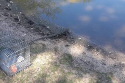 Pudieron rescatar al lagarto y ponerlo a salvo dentro de una jaula para liberarlo más tarde en una zona alejada
