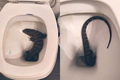 Una mujer se levantó para ir al baño en medio de la noche, encendió la luz y halló adentro del inodoro un enorme reptil