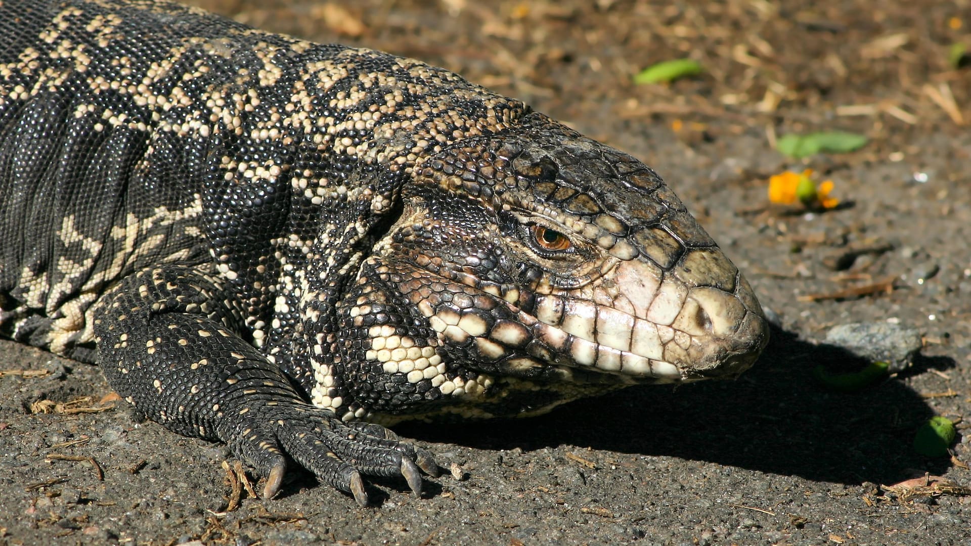 Lagarto Overo