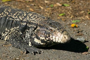 Lagarto Overo