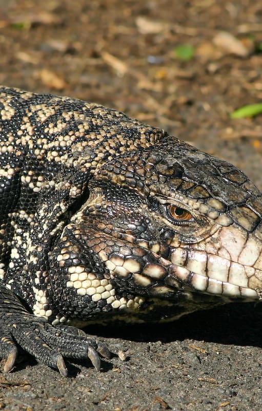 Lagarto Overo