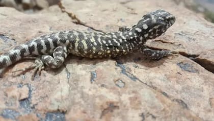 Lagarto del Noreste