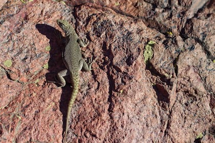 Lagarto endémico de la zona del volcán Malacara.
