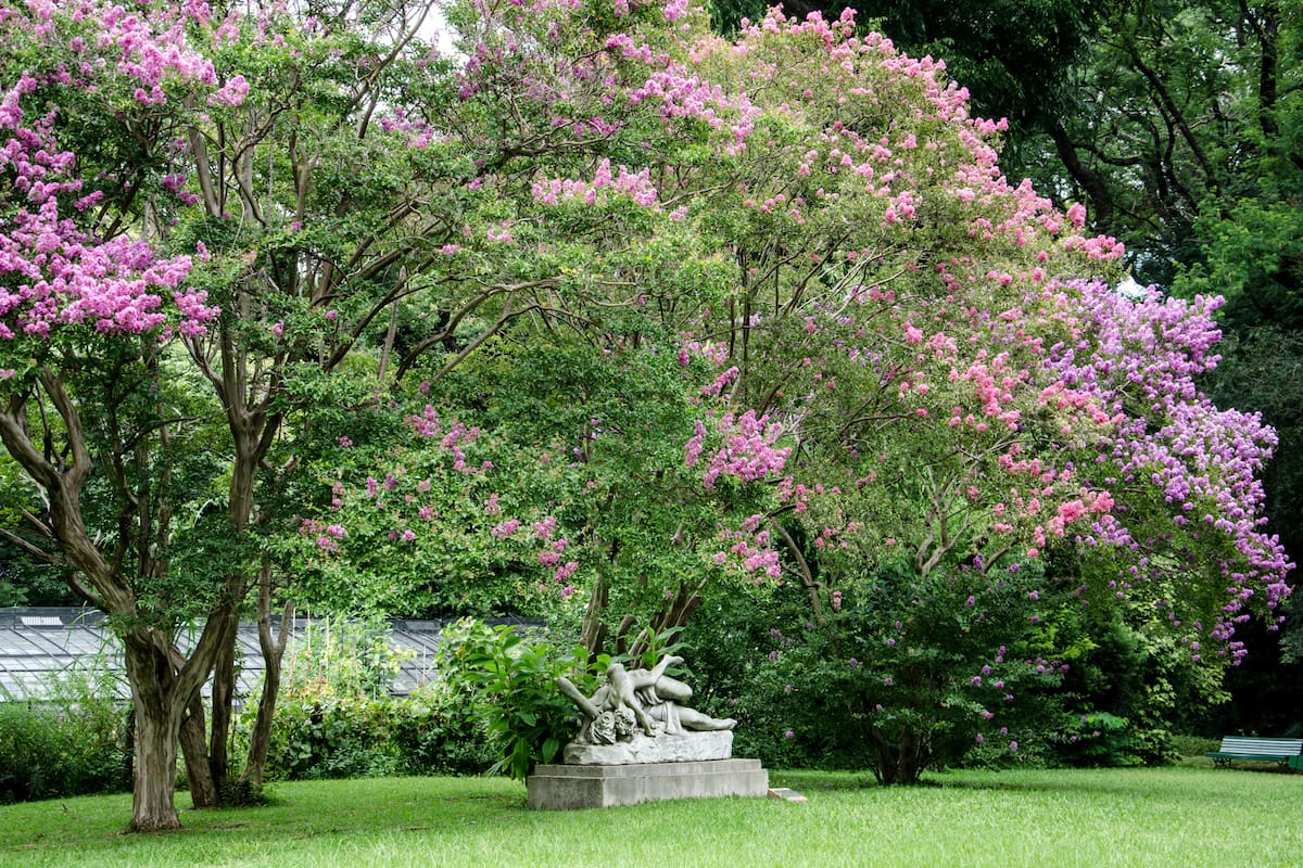 El ejemplar Koelreuteria paniculata usualmente se destina a jardines y patios de variado tamaño.
