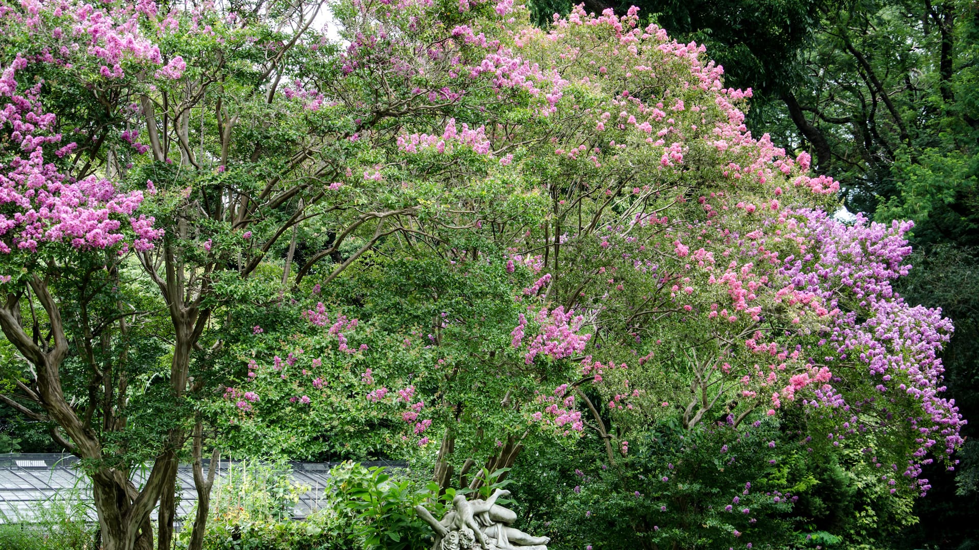 El ejemplar Koelreuteria paniculata usualmente se destina a jardines y patios de variado tamaño.