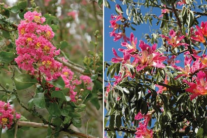 Lagerstroemia indica, también llamado crespón, espumilla o árbol de Júpiter (izquierda). Ceiba speciosa o palo borracho (derecha).