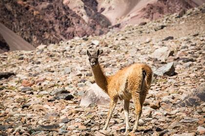 Un guanaco observa a los caminantes en la subida al Arroyo Turquesa.