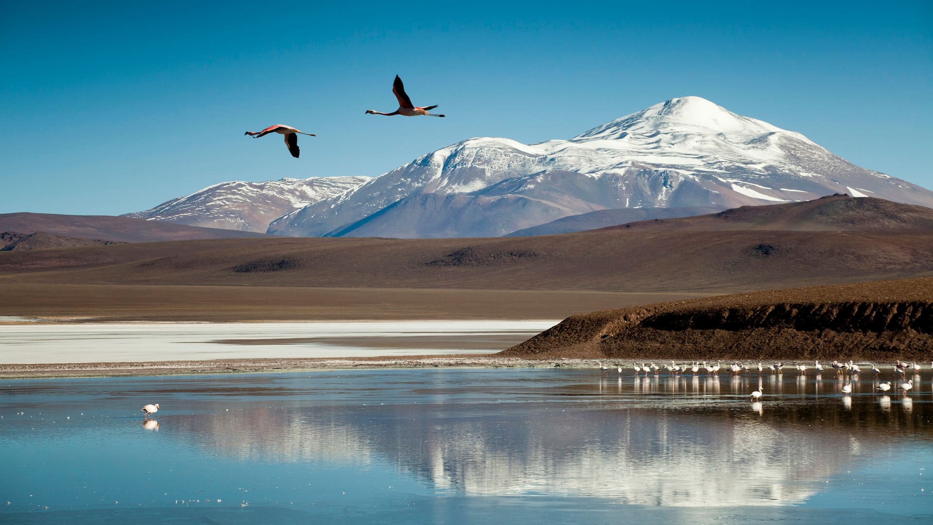 Laguna Brava y sus flamencos